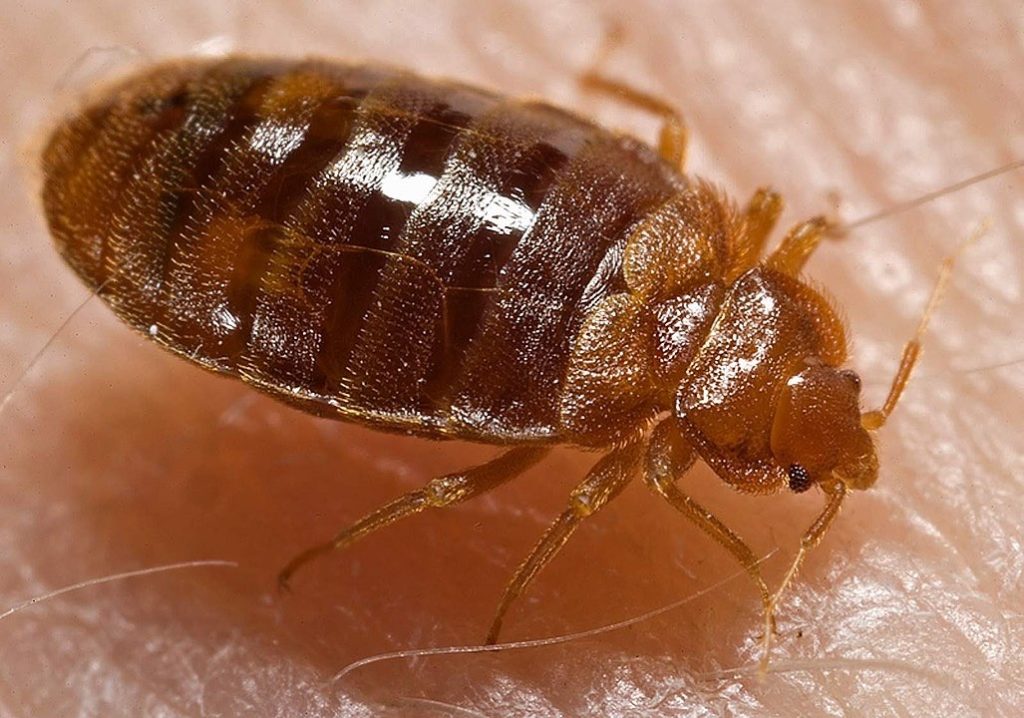 дървеници - борба с вредителите с продукти от BugAway