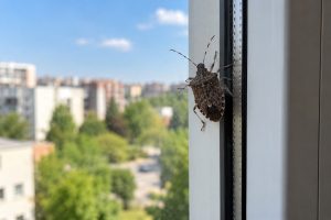миризливка, кацнала на прозоречна рамка, на фона на сграда и дървета